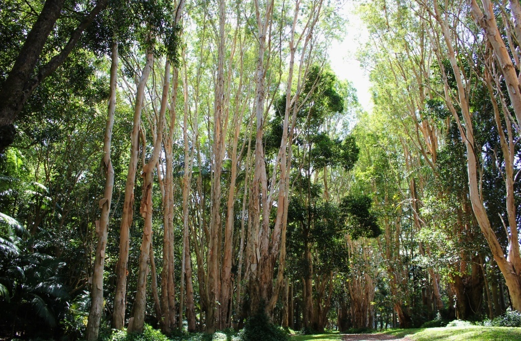 Kuranda: A village in the rainforest Australia JetSetting Fools