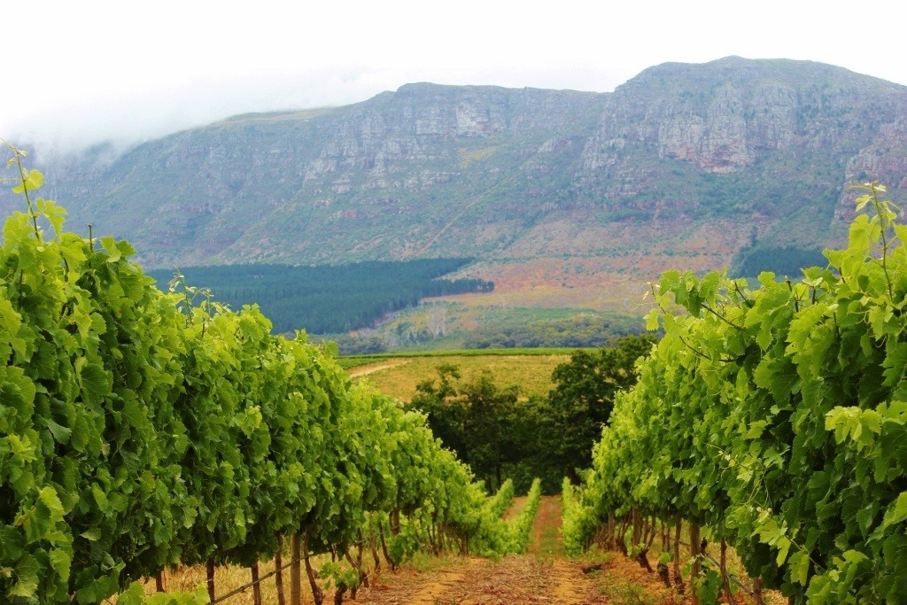 Cape Town Wine Tours On A Budget - Jetsetting Fools