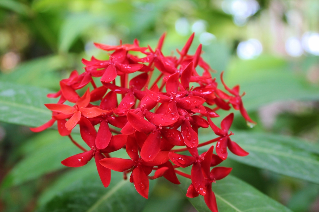 Immersed In Nature In Costa Rica Jetsetting Fools