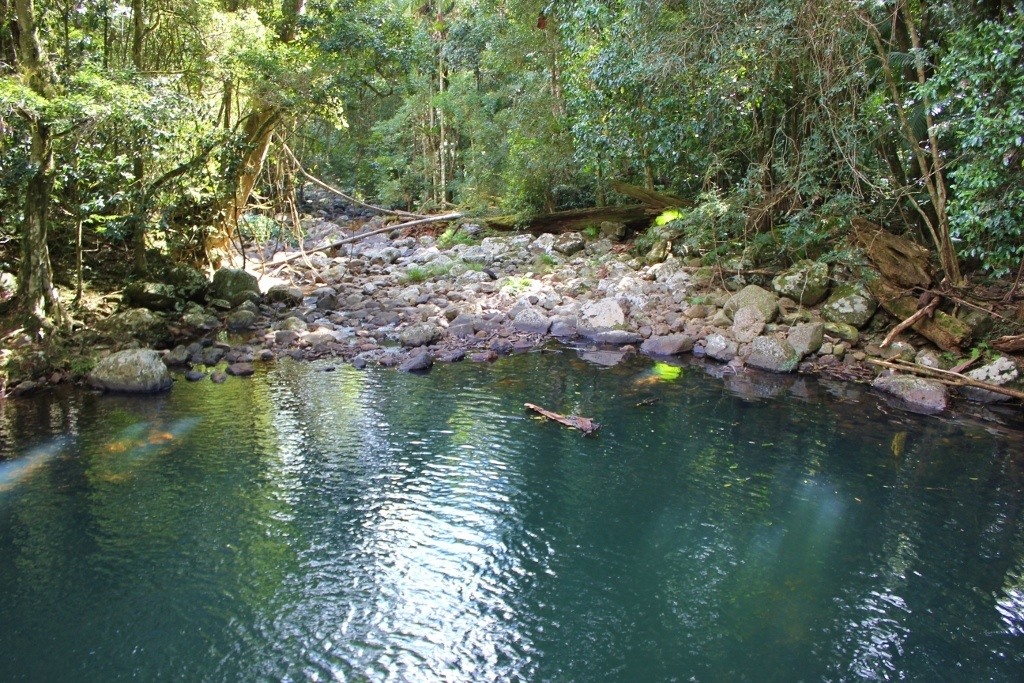 Springbrook National Park Walks 3 Easy Gold Coast Hikes