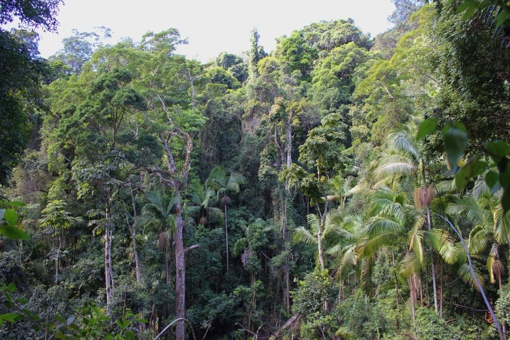 Rainforest Hikes, Gold Coast Hikes, Australia