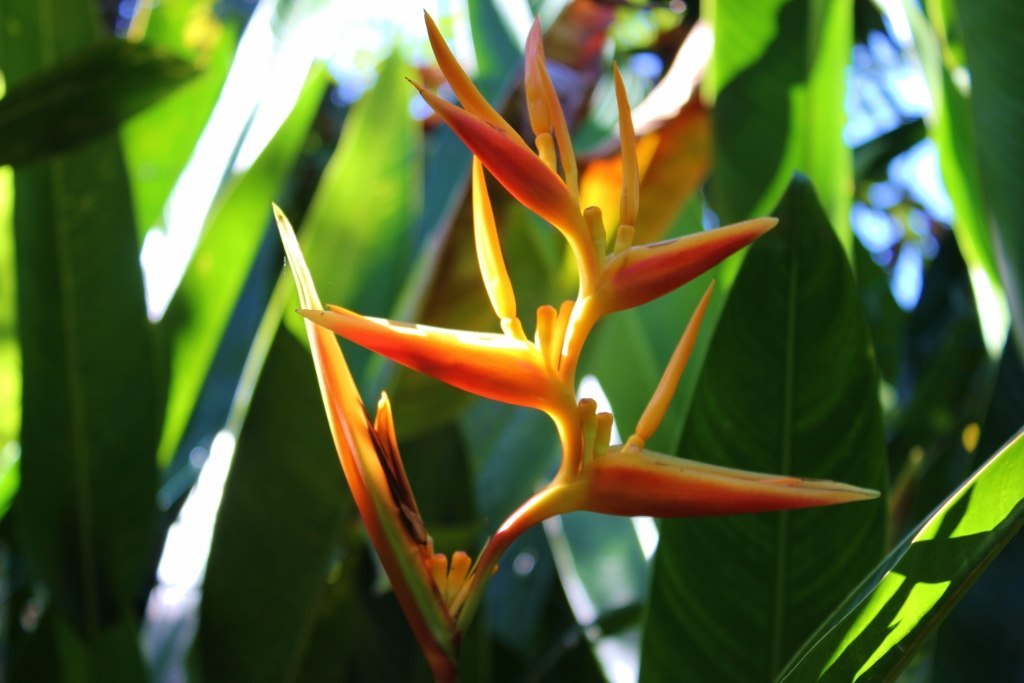 Cairns Botanic Gardens Jetsetting Fools