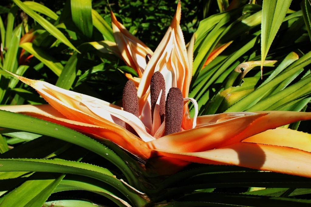 Cairns Botanic Gardens Jetsetting Fools