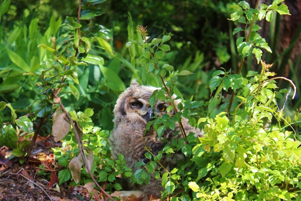 Visiting Kirstenbosch Botanical Garden in Cape Town Jetsetting Fools