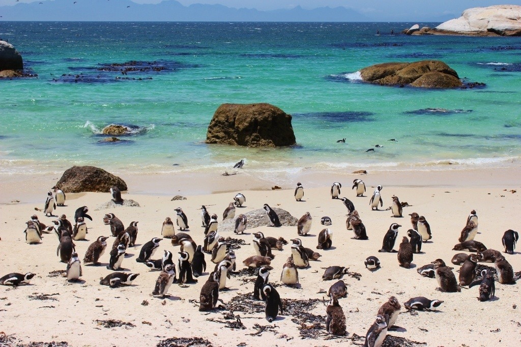 African Penguins At Boulders Beach In Simon's Town, South Africa