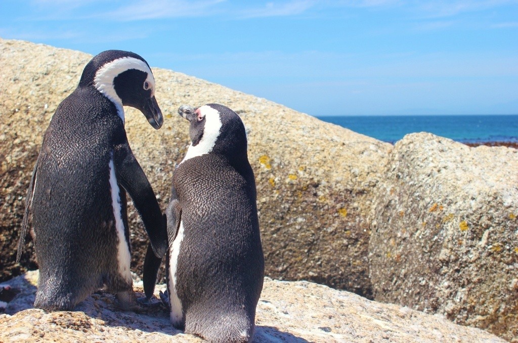 African Penguins At Boulders Beach In Simon's Town, South Africa