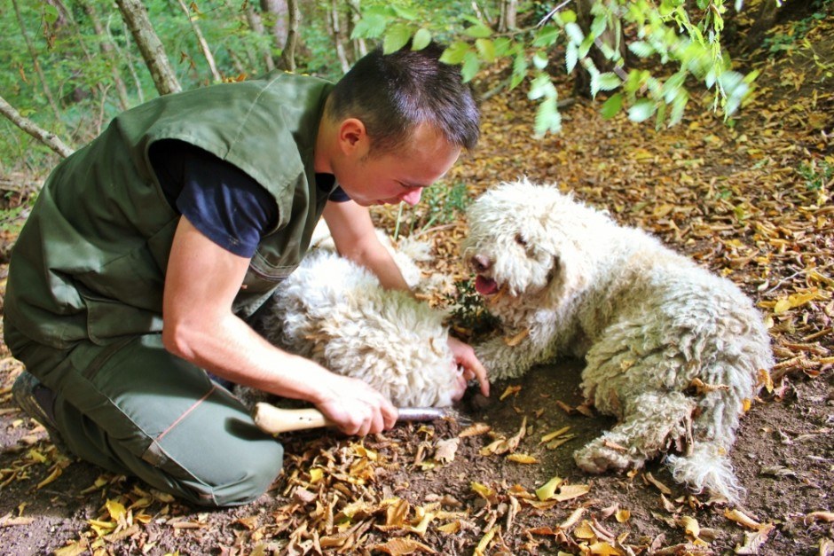 Truffle Hunting An Istrian Day Trip, Part 1 Jetsetting Fools