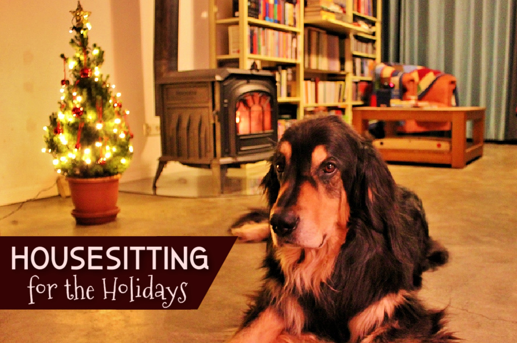 Housesitting for the holidays Dog Sit Christmas by JetSettingFools.com