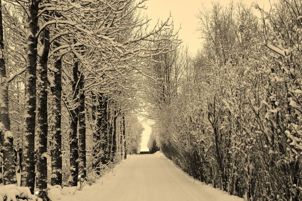 Iceland in Wintertime Snowy Tree-lined Road JetSetting Fools