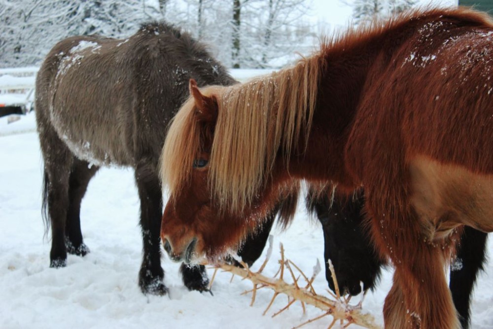 Iceland in Wintertime Icelandic Horses JetSettingFools