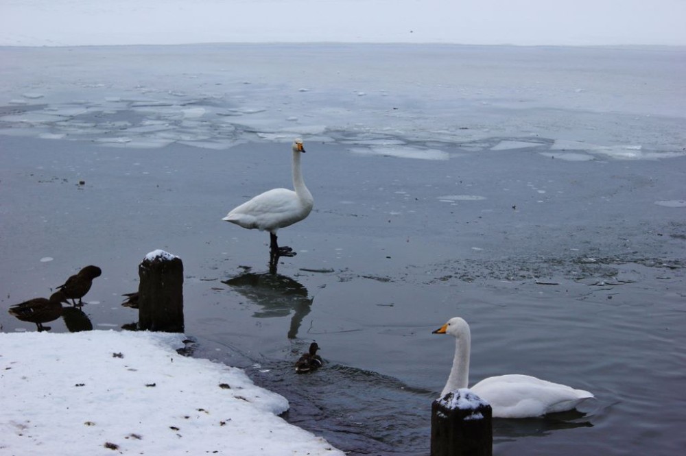 Iceland in Wintertime Swans on frozen Tjornin JetSettingFools