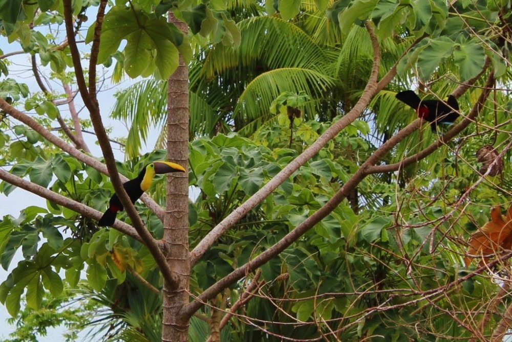 Osa Peninsula Chestnut Mandibled Toucans
