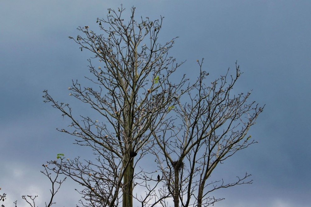 Osa Peninsula Hawk