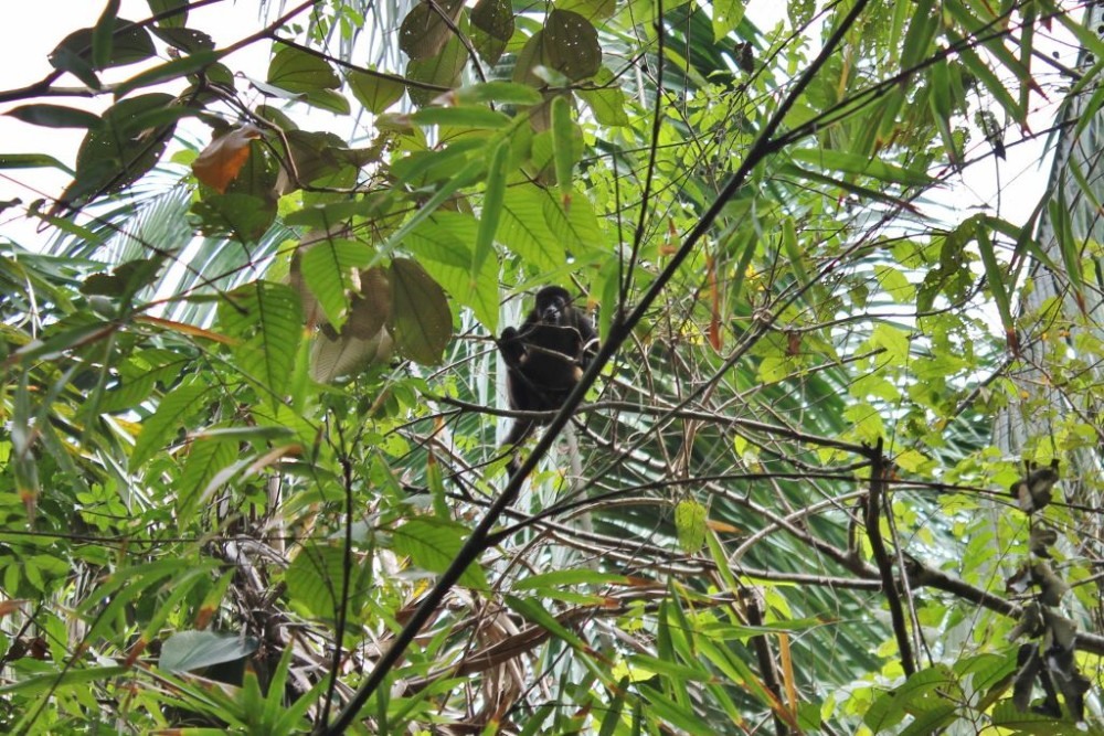 Osa Peninsula Howler Monkey