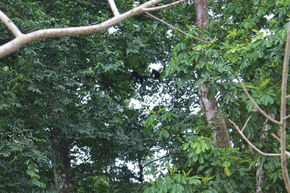Osa Peninsula Howler Monkeys in tree