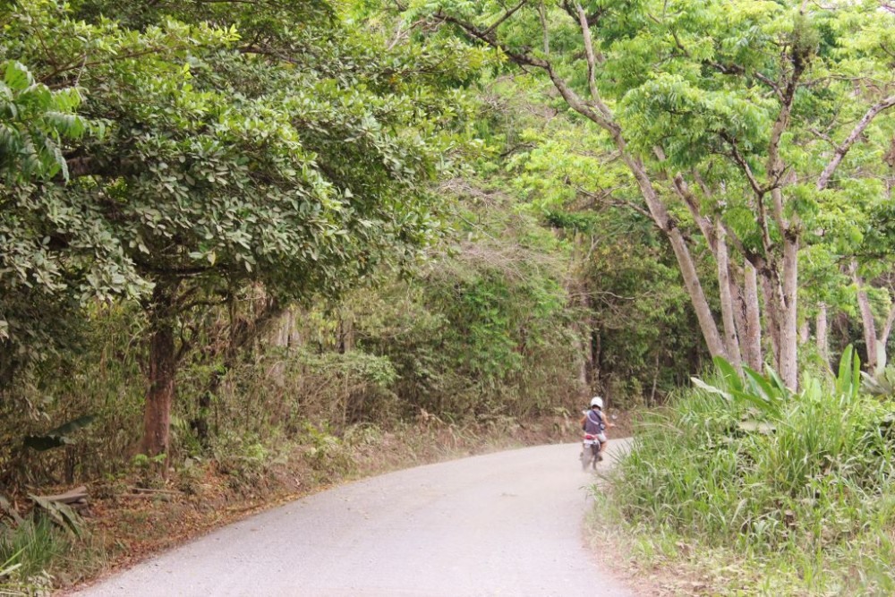 Osa Peninsula Road into Forest