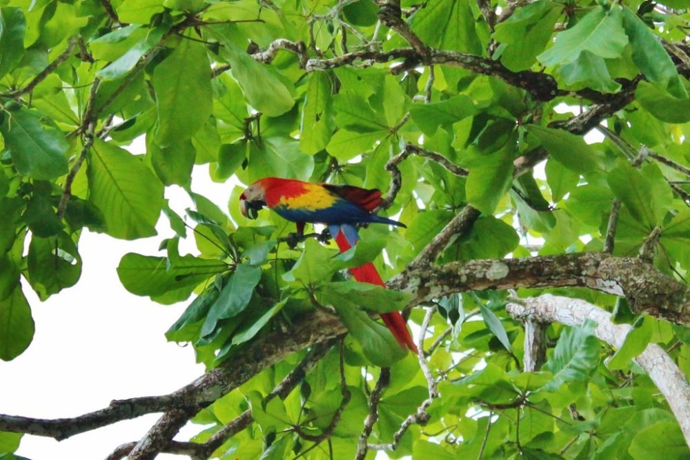Osa Peninsula Scarlet Macaw