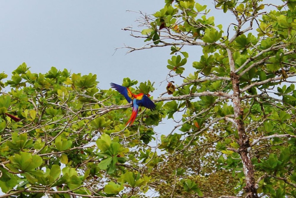 Osa Peninsula Scarlet Macaw in flight