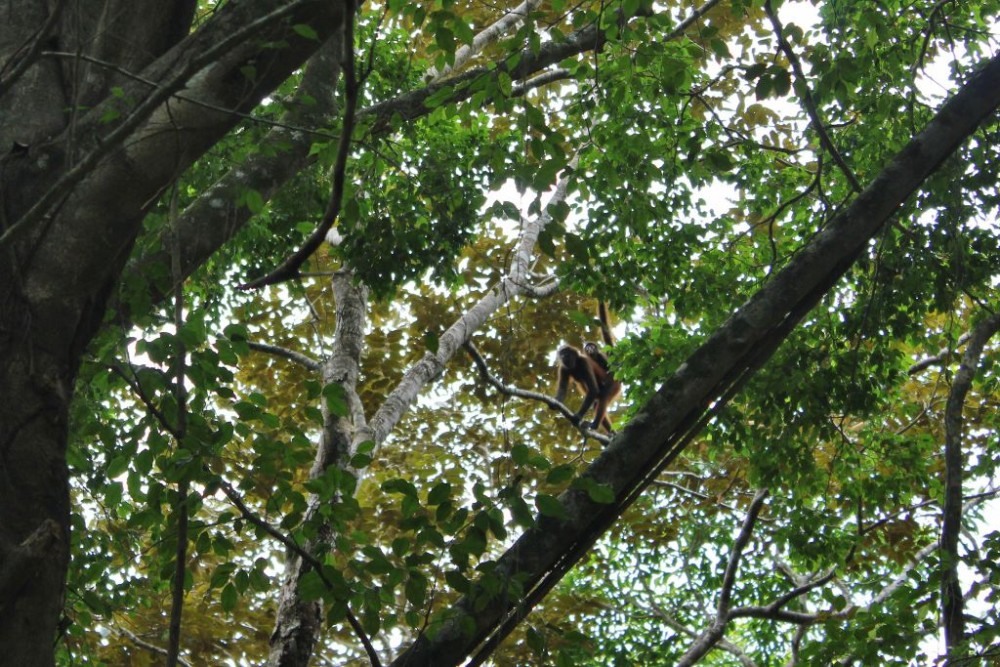 Osa Peninsula Spider Monkey Mama and Baby