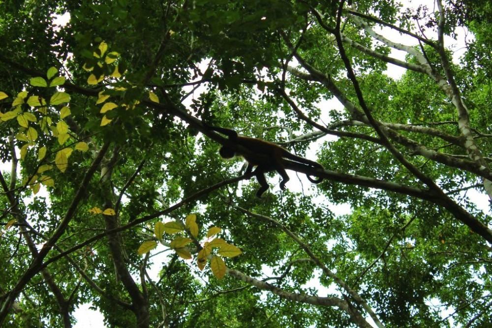 Osa Peninsula Spider Monkey on Limb JetSetting Fools