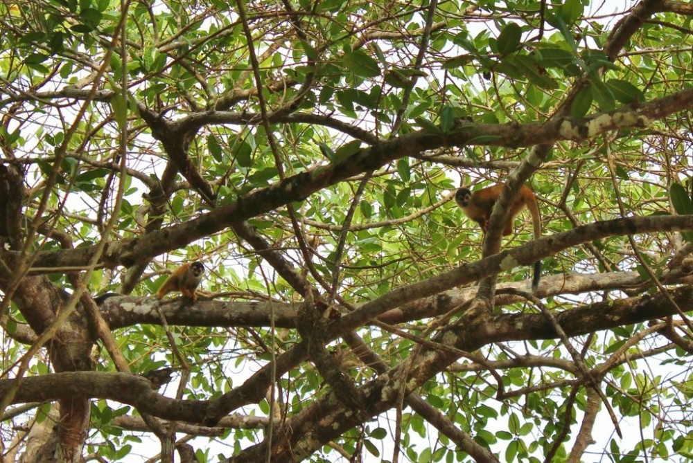 Osa Peninsula Squirrel Monkey