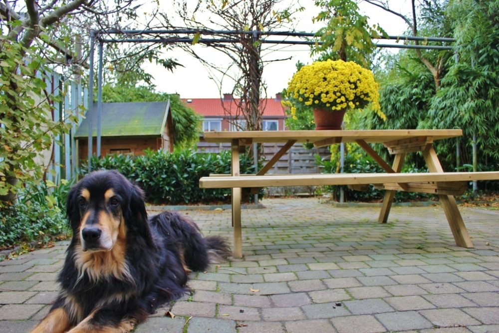 Two-Year Travel Budget Housesitting Dog in the Netherlands