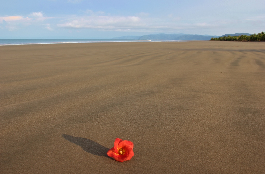 Red flower on the beach on Playa Zancudo, Costa Rica