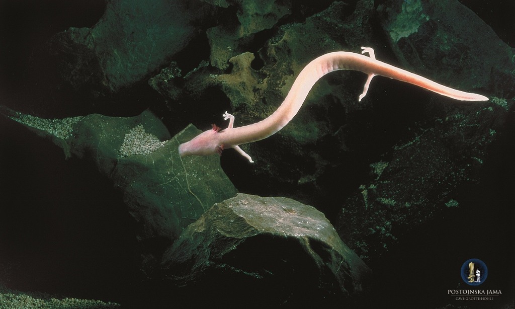 Cave Creature: Proteus, Olm, Human Fish, Baby Dragon at Postojna Cave