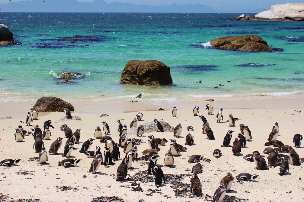 African Penguins At Boulders Beach In Simon's Town, South Africa ...