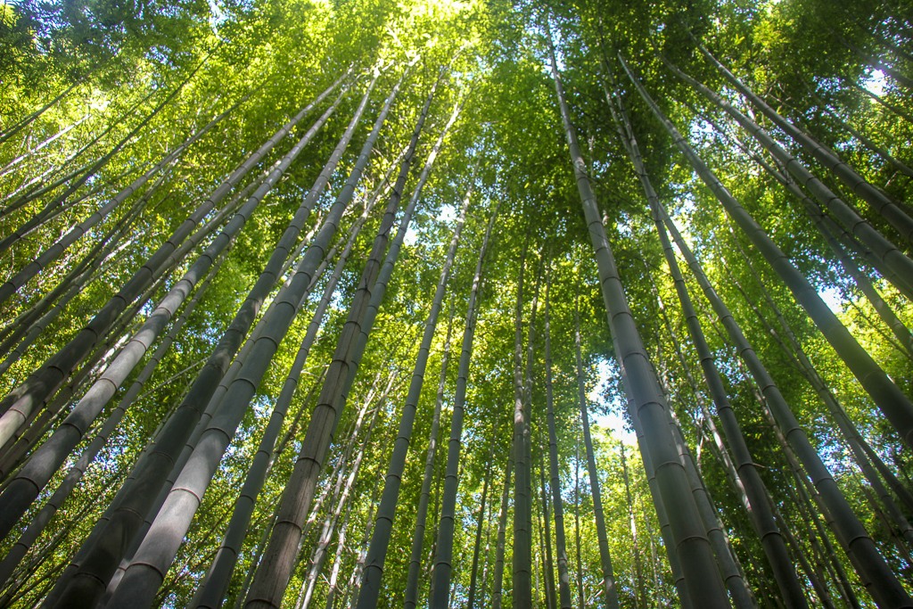 Bamboo grove in Arashiyama in Kyoto, Japan