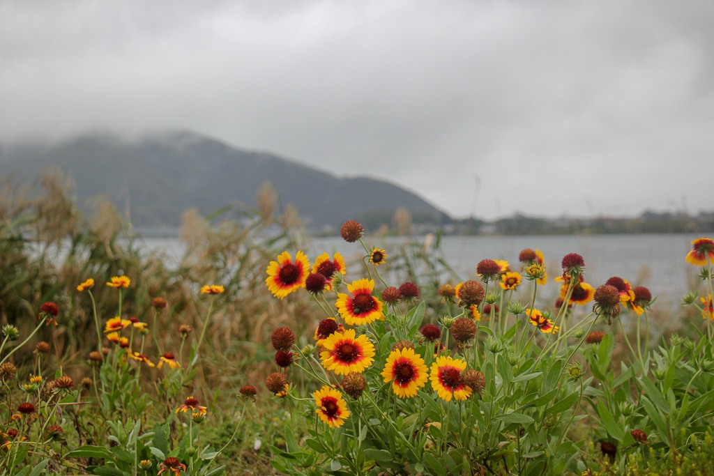 Colorful flowers on gloomy day at Kawaguchiko, Japan